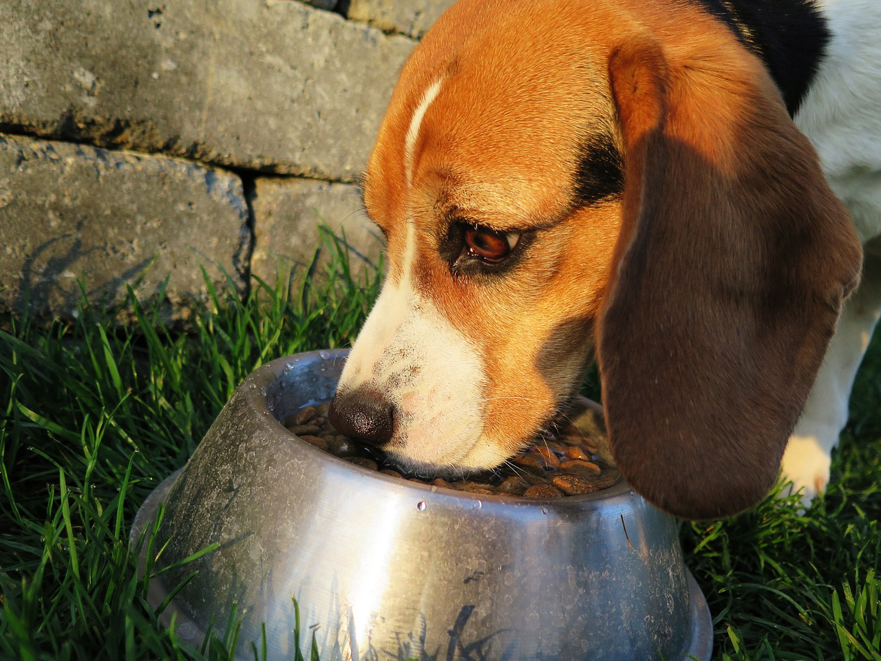 dog meal food bowl