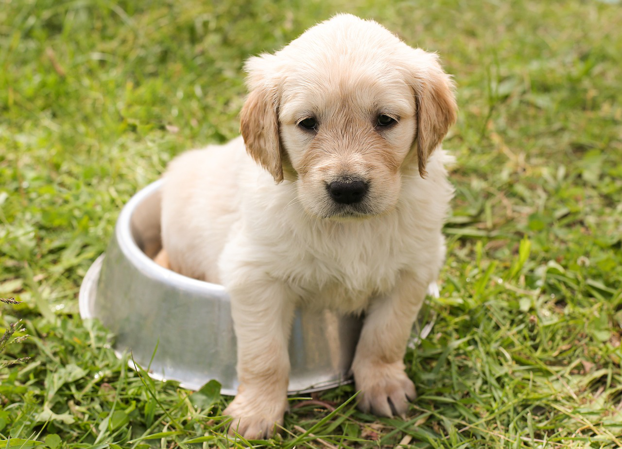 puppy nature golden retriever