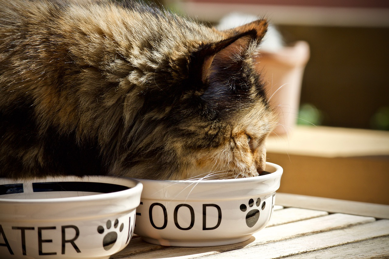 cat feline bowl for animals