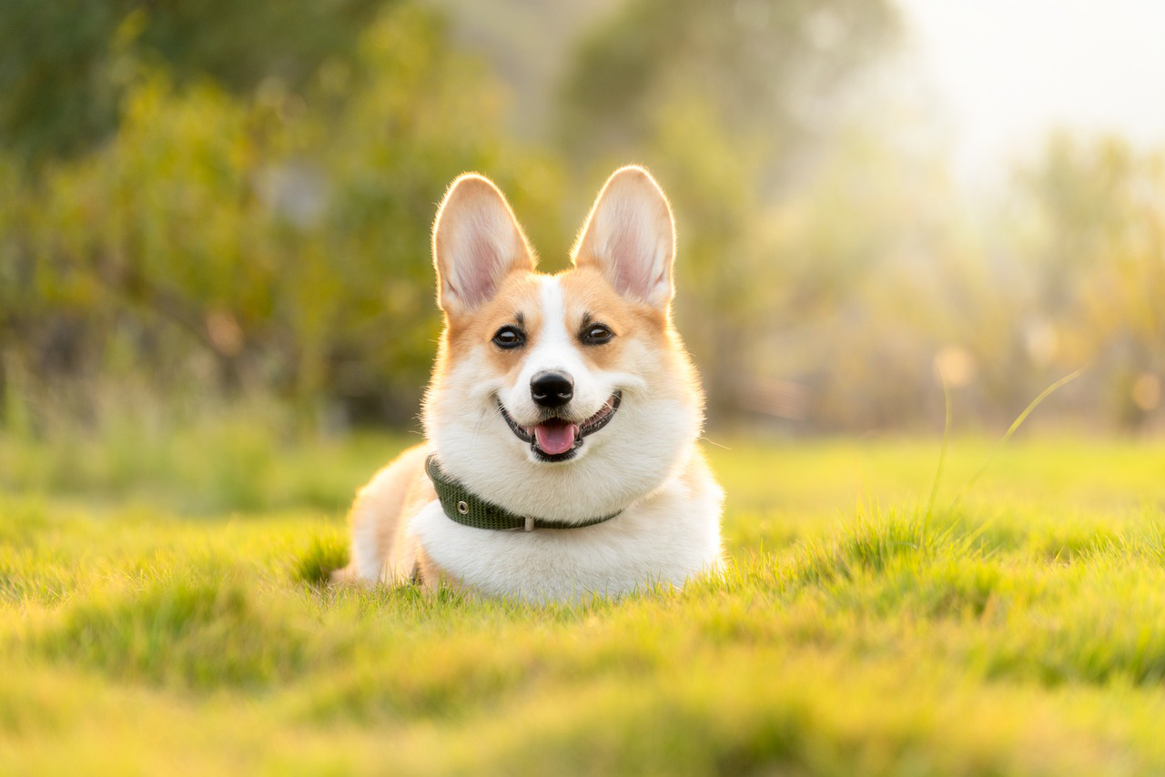 dog corgi cute