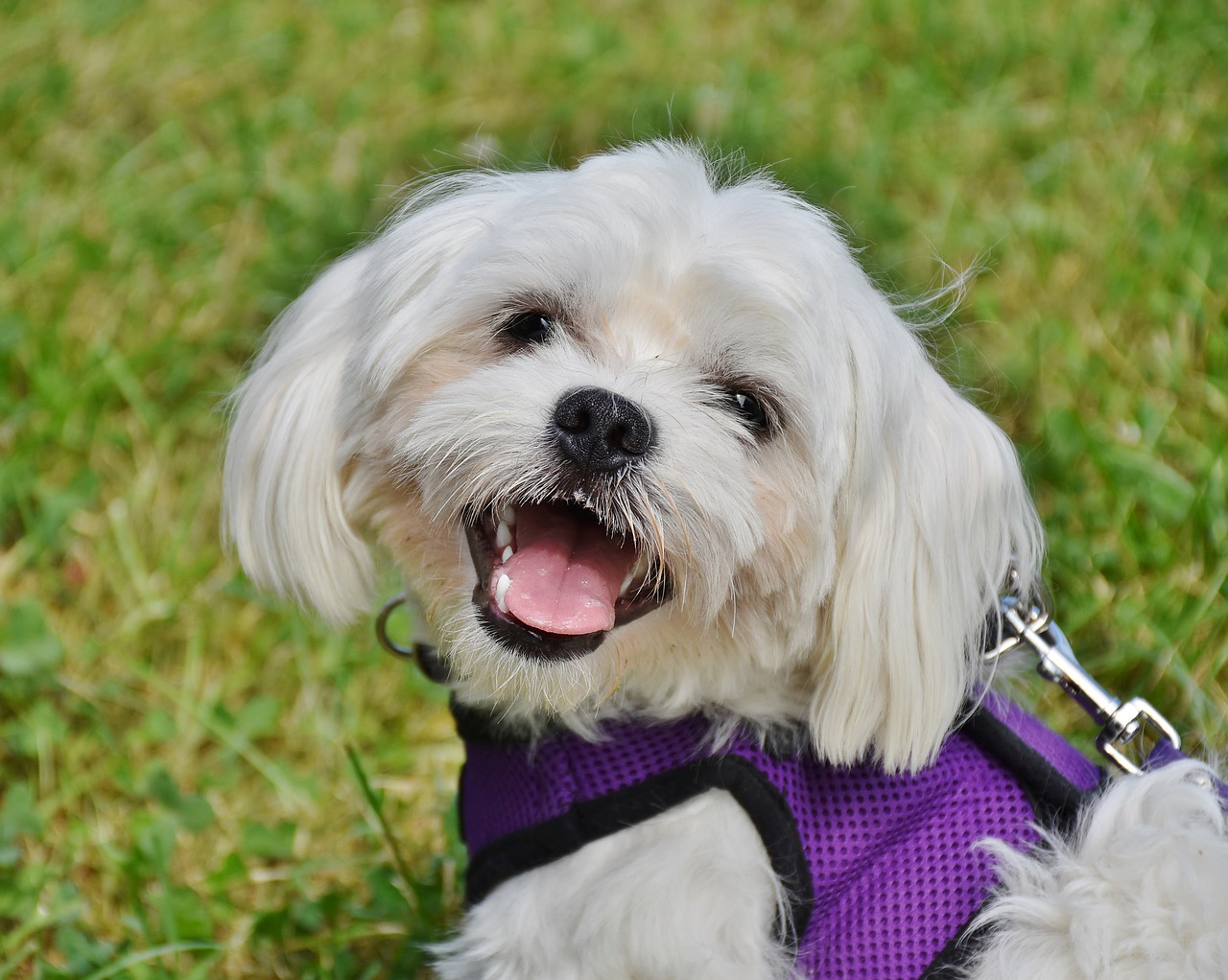 dog maltese small