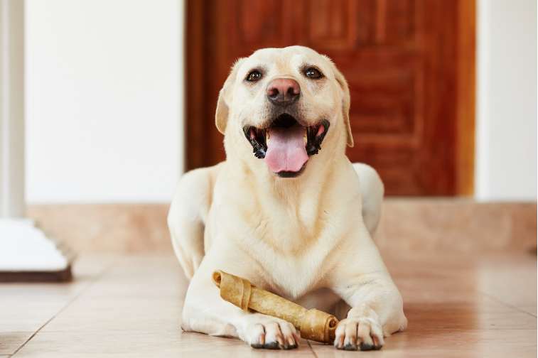 犬_歯磨きガム