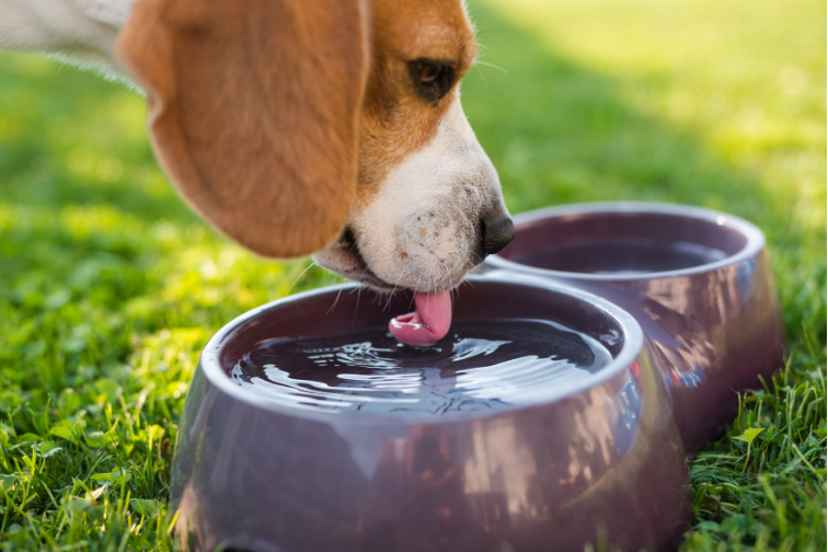 犬_水