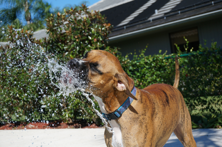 犬_水