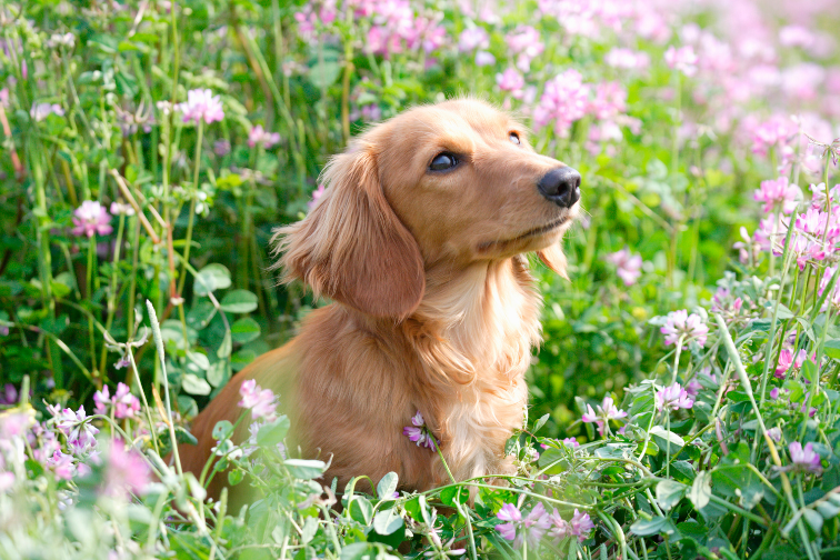 犬_花畑