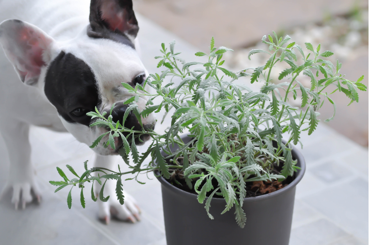 犬_観葉植物